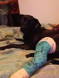 You should take your dog to your local vets to assess trauma and to get treatment. My Dog Got Hit By A Car So We Signed Her Cast Imgur