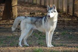 Find my limits (4.59) helen sets out to discover just how much pain she can take. Siberian Husky Hunderassen Im Portrait Fakten Infos Rover Com