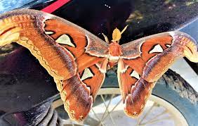 Bab.la is not responsible for their content. Atlas Moths English Kupu Kupu Gajah Indonesian Bambang Gegasang Aceh Steemkr