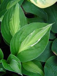 Striptease Onlineshop Von Planwerk Hostagartnerei Am Chiemsee Hosta Pflanzen Pflanzen Blattpflanzen