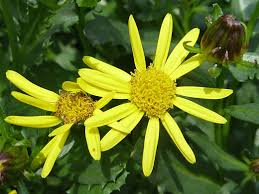 Image result for Senecio mariettae