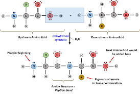 Chapter 2 Protein Structure Chemistry