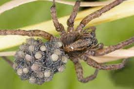 Maybe you would like to learn more about one of these? Blog What You Ought To Know About Wolf Spiders In Houston