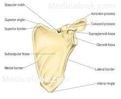 Pectoral Girdle Human Anatomy Organs Anatomy Anatomy Bones Human Skeleton Anatomy