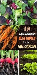 Plant These Speedy Fall Vegetables For A Last Hurrah Fast Growing Vegetables Fall Garden Vegetables Planting Vegetables