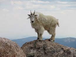 Maybe you would like to learn more about one of these? Mountain Goat Molts Inat Photos And Climate Change Inaturalist