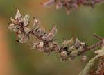 Image result for Indigofera flavicans