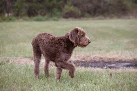 What is about a chocolate labradoodle? Chocolate Labradoodles Complete Guide To A Beautiful Dog