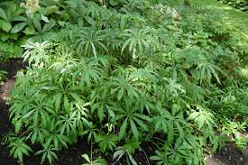 Image result for Arisaema