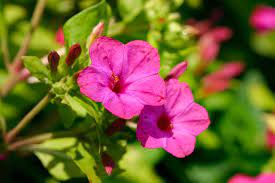 Resource for colorado residents to find research based gardening information for the diverse colorado climate. Four O Clock Better Homes Gardens