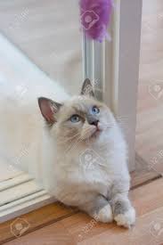 The appearance of this cat breed is the product of a natural genetic mutation. Junge Niedliche Persische Munchkin Katze Mit Der Weissen Und Grauen Farbe Langes Haar Und Grosse Blaue Augen Im Sitzen Das Ein Katzespielzeug Aufwirft Und Betrachtet Lizenzfreie Fotos Bilder Und Stock Fotografie Image