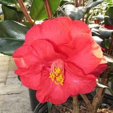 Camellia Japonica Lady Vansittart Japonica Camellia Flowers