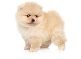 Here are some from nearby areas. Teacup Pomeranians Craigslist Novocom Top