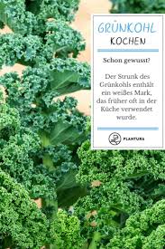 Grunkohl Vitaminspender In Der Winterzeit Plantura Gemuse Anpflanzen Pflanzen Gemuse Anbauen