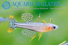 Image result for Pseudobromus engleri