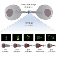 Coloring book for adults large spiral bound by jan. Resolving Escrt Iii Spirals At The Intercellular Bridge Of Dividing Cells Using 3d Storm Sciencedirect