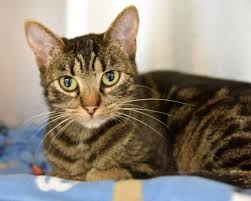 Unleashed Pets Wayside Waifs Spotlight Tabby Shepherd The Kansas City Star