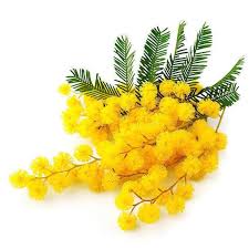 Image result for Mimosa