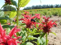 Image result for Monadenium herbaceum