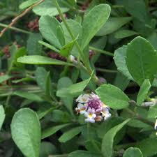 Die pflanze benötigt keine mäharbeiten, so dass man die im garten vielfältig einsetzen kann. Phyla Nodiflora Lippia Nodiflora