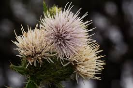 Image result for Cirsium  buchwaldii