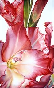 Lisa Lopuck Watercolors Incredible Color Unbelievable Realism Infitite Depth Watercolor Flowers Flower Painting Floral Watercolor