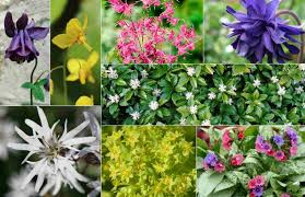 Blau Bluhende Stauden Als Hingucker Im Garten Wahlen Sie Diese Arten In 2020 Stauden Stauden Pflanzen Wasserspiel Garten