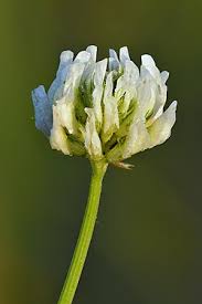 Image result for Trifolium semipilosum
