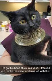 Thehumortrain Cute Funny Animals Funny Animal Pictures Funny Animals