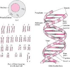 Get an answer for 'how are nucleic acids related to proteins?' and find homework help for other science questions at enotes. Genes And Chromosomes Fundamentals Merck Manuals Consumer Version