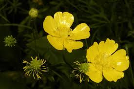 Image result for Ranunculus oreophytus