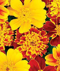 Pin On Marigold Calendula