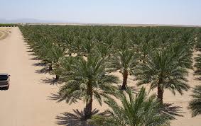 We have a wide variety of sizes of resort style date palms™ available at our farms and can mix or match heights for any size job, delivered and planted straight to your location. Palm Trees Canary Island Date Palm Medjool Date Palm Zahidi Date Palm