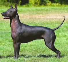 Basenji Kopek Ozellikleri Bakimi Nasil Bir Kopektir