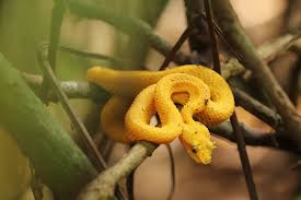 Ce sont des vertébrés amniotes.les serpents. Les Serpents Venimeux Du Costa Rica Partie 2 Costa Rica Voyage