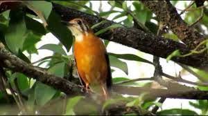 Top decu 2016 masteran decu kembang ngeplong untuk memancing. Cutting Sticker