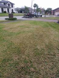 A fungus called rhizoctonia infects your grass and causes the area to develop a circular spot of brown and to treat dollar spot, continue to follow your fertilizer schedule, as proper fertilization will help your lawn outgrow the disease. How To Treat Brown Patches In Your St Augustine Grass