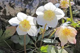 Worauf es bei ihrer pflege nach der blüte ankommt, haben wir uns im. Christrose Vermehren 2 Moglichkeiten Mit Anleitung