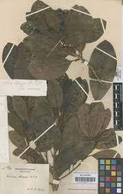 Image result for Manilkara obovata
