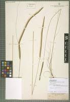 Image result for Ctenium somalense