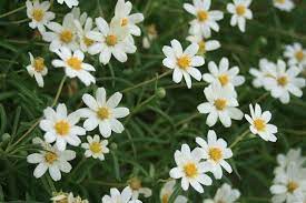 The usda grew seed for distribution and planting in arizona until the 1980s. Plants That Thrive In Arizona Gardens Az Big Media