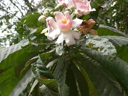 Image result for Lecythidaceae