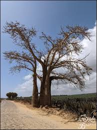 Image result for Adansonia digitata