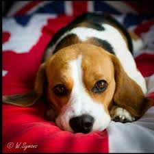 Pin By Draconian Mage On Pups Beagle Puppy Beagle Dog Cute Beagles