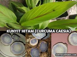 Di dataran eropah dan timur. Pembekal Kunyit Hitam Curcuma Caesia Di Malaysia Sentiasa Panas