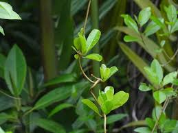 Image result for Apocynaceae subfamily Periplocoideae