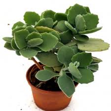 Kalanchoe Millotii Plant Plants Jade Plants Succulents