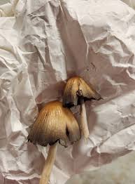 Image result for Coprinus micaceus