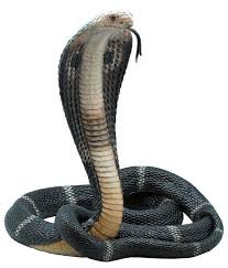 Pin By Lord Flvcko On Interior Design In 2020 King Cobra Snake Cobra Snake King Cobra