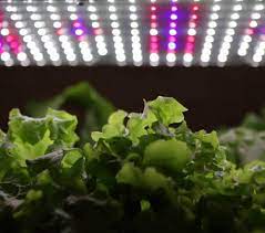 Maybe you would like to learn more about one of these? Root Farm Led Grow Light Grow Hydro At Home